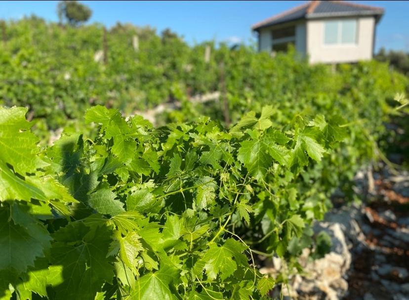 Eco-Friendly Estate I Aparthotel Primosten Bagian luar foto